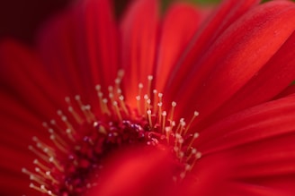 A close-up of a local flower, showcasing the intricate details of nature.