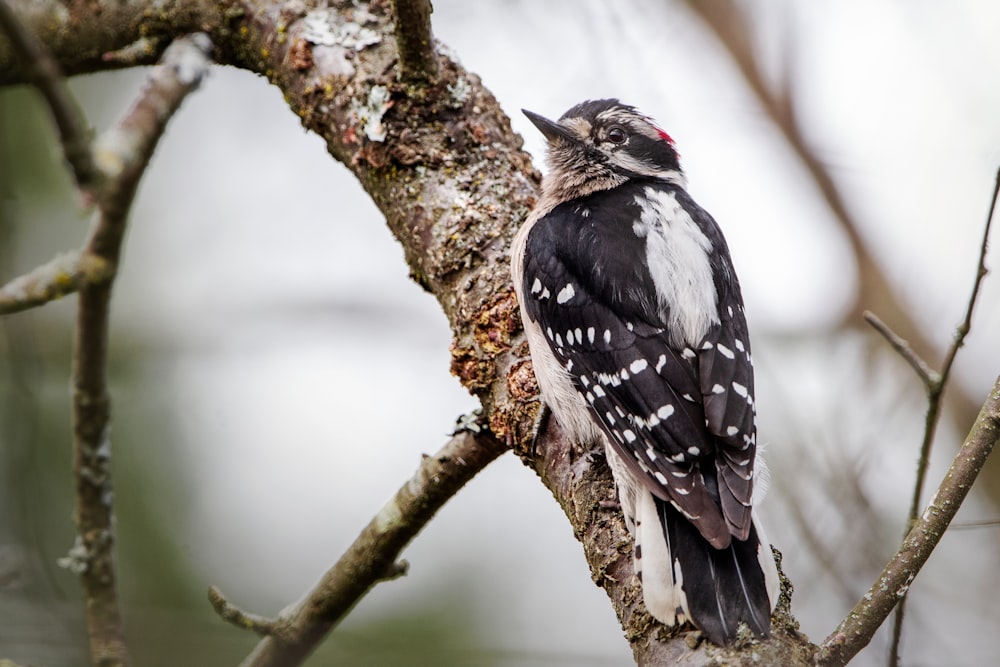 a black and white bird sitting on a tree branch