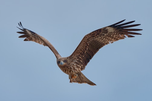 A soaring eagle captured mid-flight against a clear blue sky.