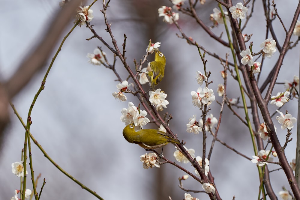 a couple of birds sitting on top of a tree