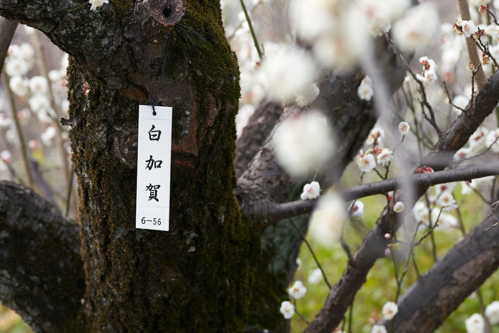 a tree with white flowers and a sign on it