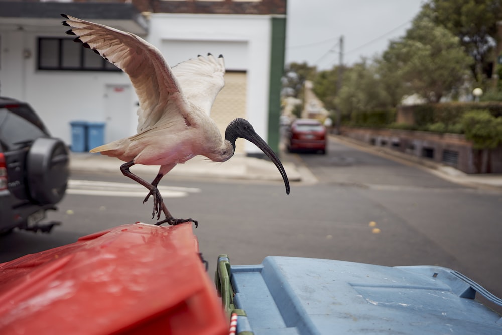 a bird with a long beak standing on the hood of a car