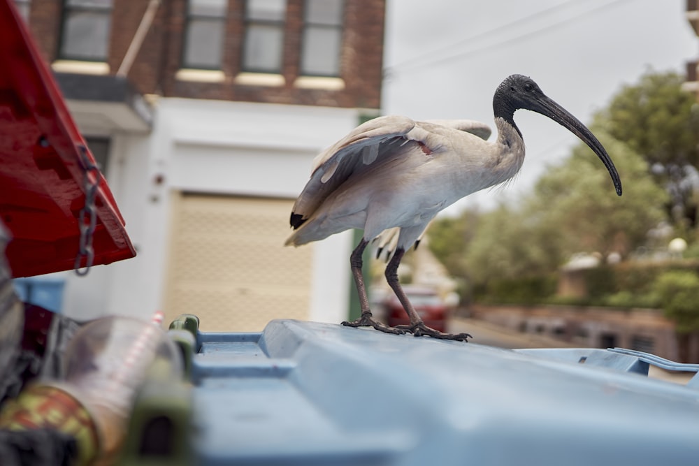 a bird standing on top of a blue truck