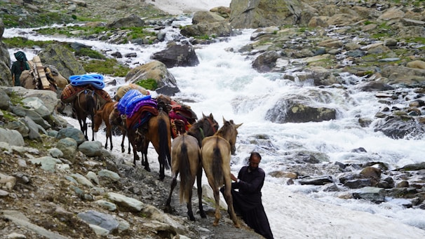 A group of pack animals, likely donkeys or horses, are loaded with colorful blankets and supplies. They are being guided by a person along a rocky trail beside a cascading mountain stream. The surrounding landscape is rugged, with large rocks and patches of green vegetation.