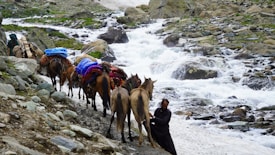 A group of pack animals, likely donkeys or horses, are loaded with colorful blankets and supplies. They are being guided by a person along a rocky trail beside a cascading mountain stream. The surrounding landscape is rugged, with large rocks and patches of green vegetation.