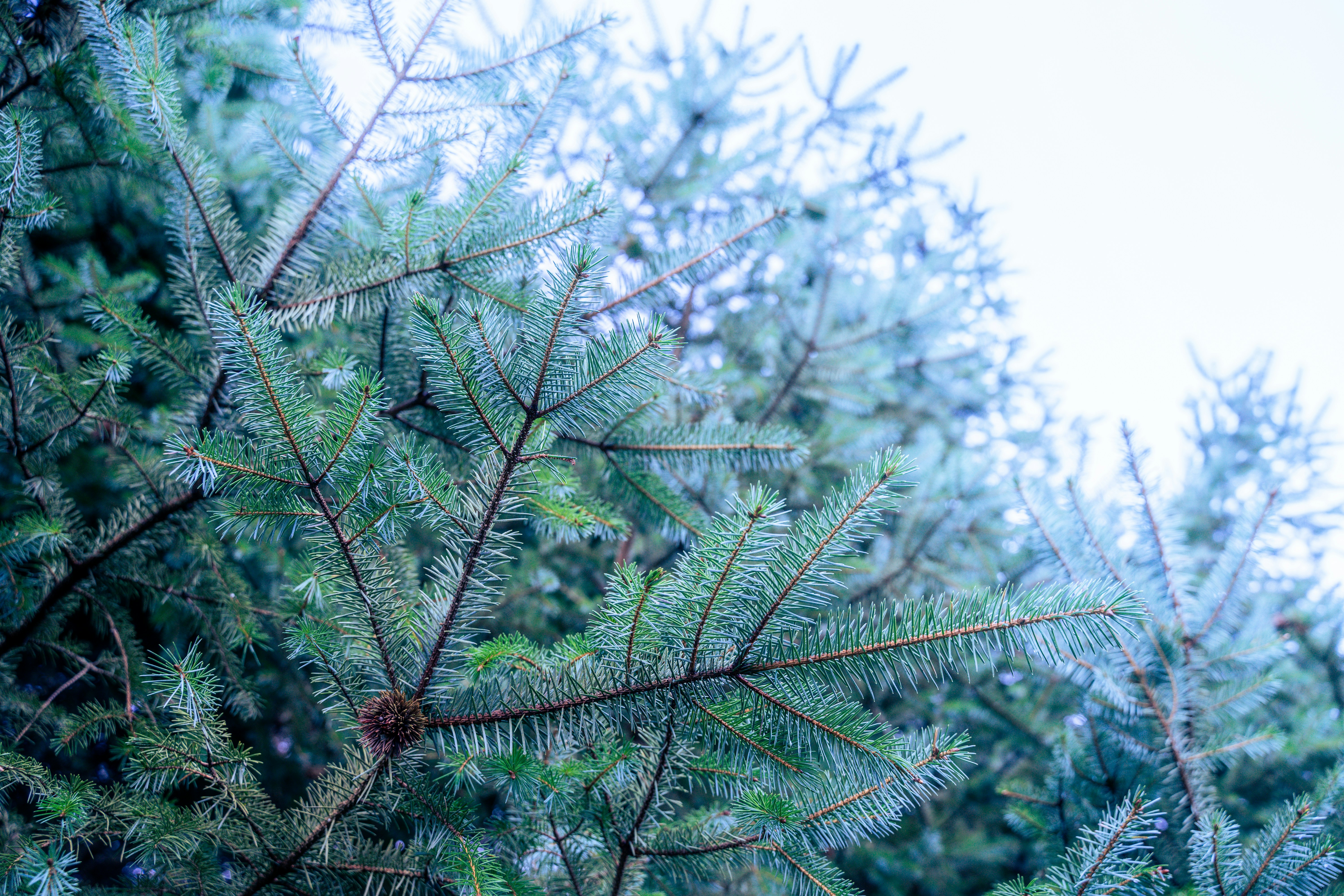 Un primer plano de la rama de un pino