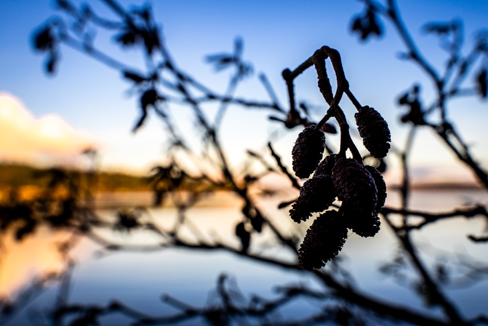 a close up of a tree branch with water in the background