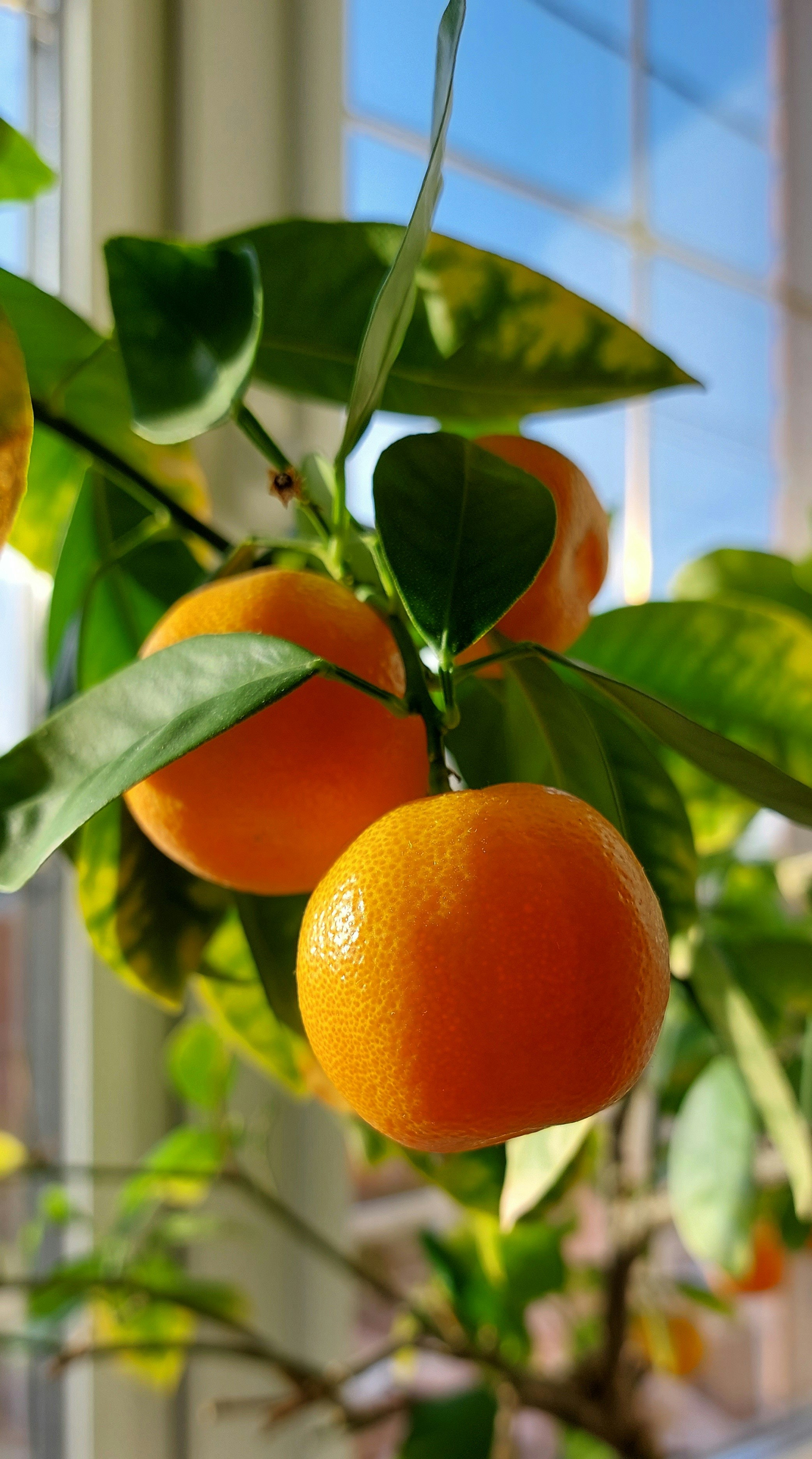 two oranges hanging from a tree in front of a window
