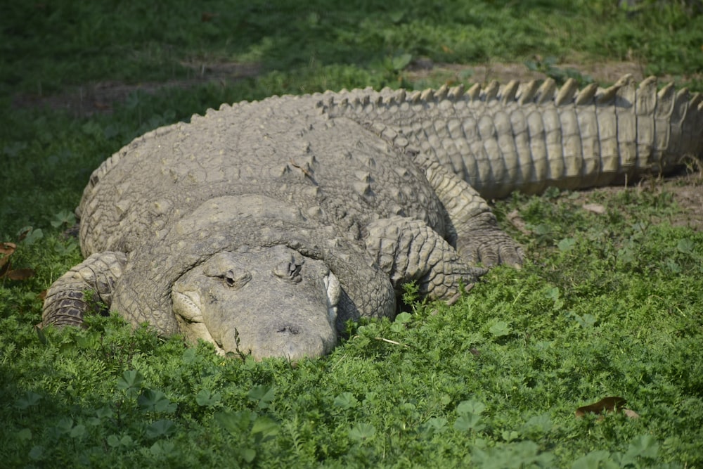 a large alligator laying on top of a lush green field