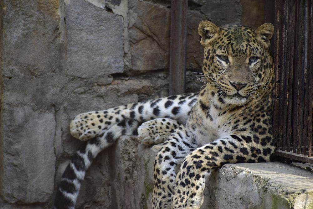 a leopard sitting on a ledge next to a stone wall