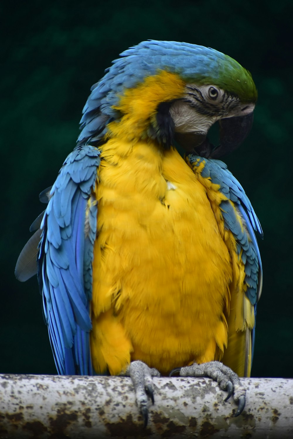 a blue and yellow parrot sitting on top of a tree branch