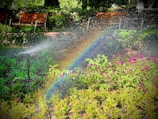 a garden with a rainbow in the middle of it