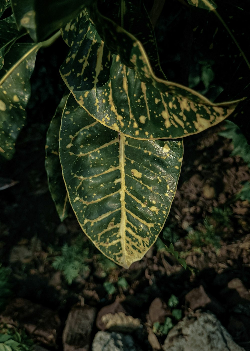 a close up of a leaf on a tree