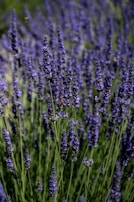 A cluster of tall lavender plants with vibrant purple flowers set against a background of lush green stems. Several bees are visible, pollinating the flowers under natural sunlight.