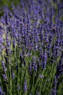 A cluster of tall lavender plants with vibrant purple flowers set against a background of lush green stems. Several bees are visible, pollinating the flowers under natural sunlight.