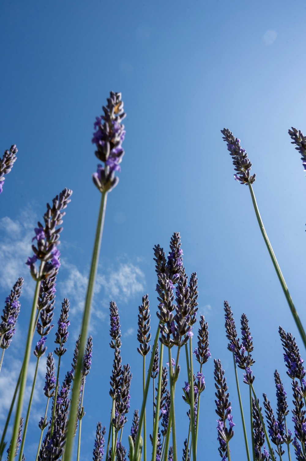 a bunch of lavender flowers with a blue sky in the background