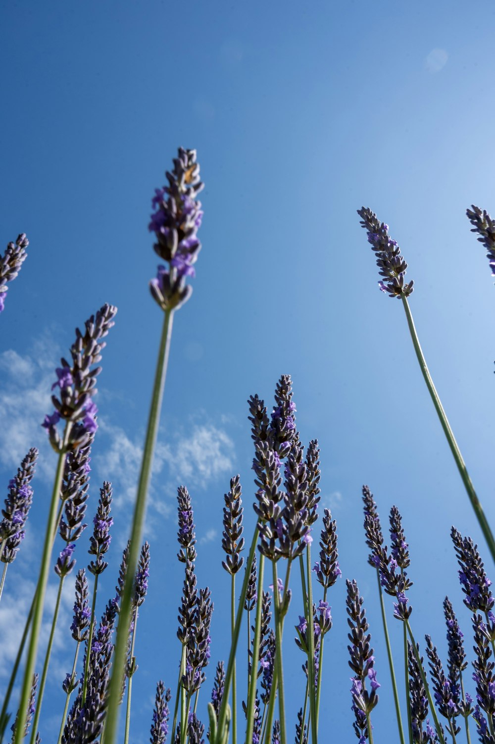 Un mazzo di fiori di lavanda con un cielo blu sullo sfondo