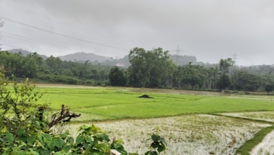 A lush green paddy field stretches under an overcast sky with dense foliage and trees lining the background. Power lines and poles are visible in the distance, indicating a rural landscape. Nearby, there are patches of water reflecting the muted light, contributing to a serene and calm environment.