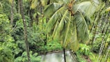 Aerial view of tropical plantations where pinang and coconut are harvested.