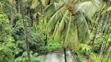 Wide-angle view of the gentle elevated terrain covered with tropical vegetation and coconut palms.