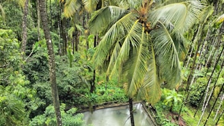An aerial view of a tropical island featuring dense coconut forests.