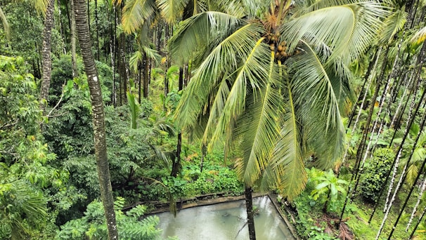 An aerial view of a tropical island featuring dense coconut forests.