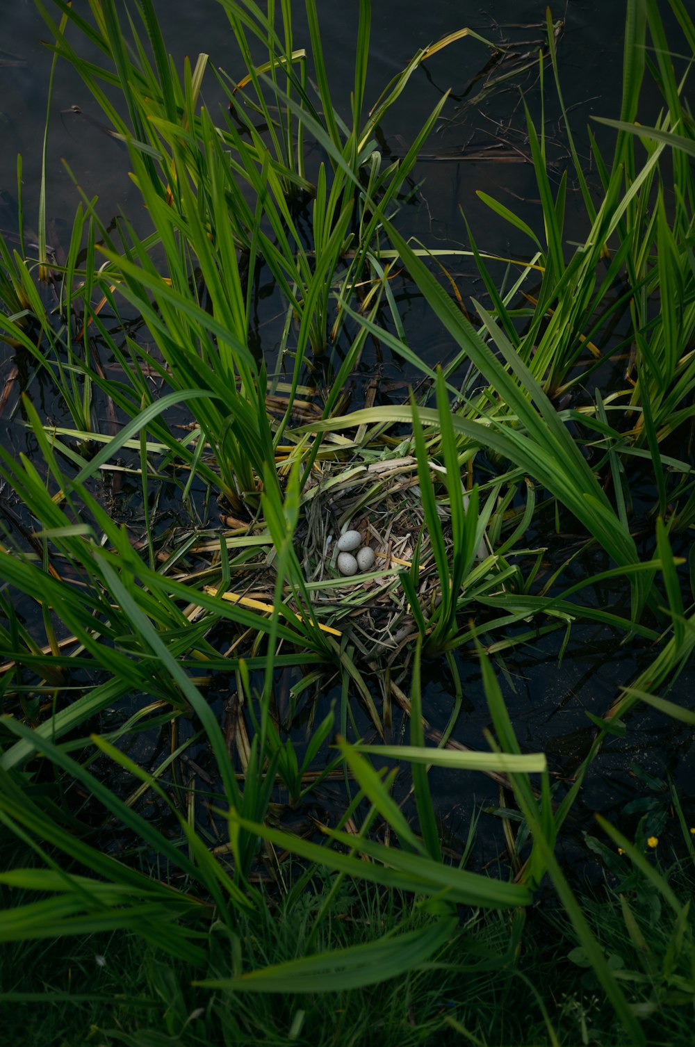 a bird's nest in the grass next to a body of water