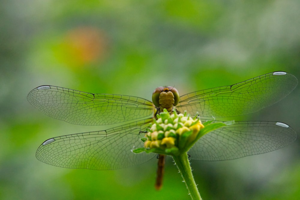 a close up of a dragonfly on a flower