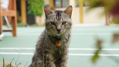 A grey tabby cat with a serious expression is sitting on a light green surface, possibly a sports court. The cat is wearing a collar with an orange bell. The background is slightly blurred, with hints of a building and greenery.