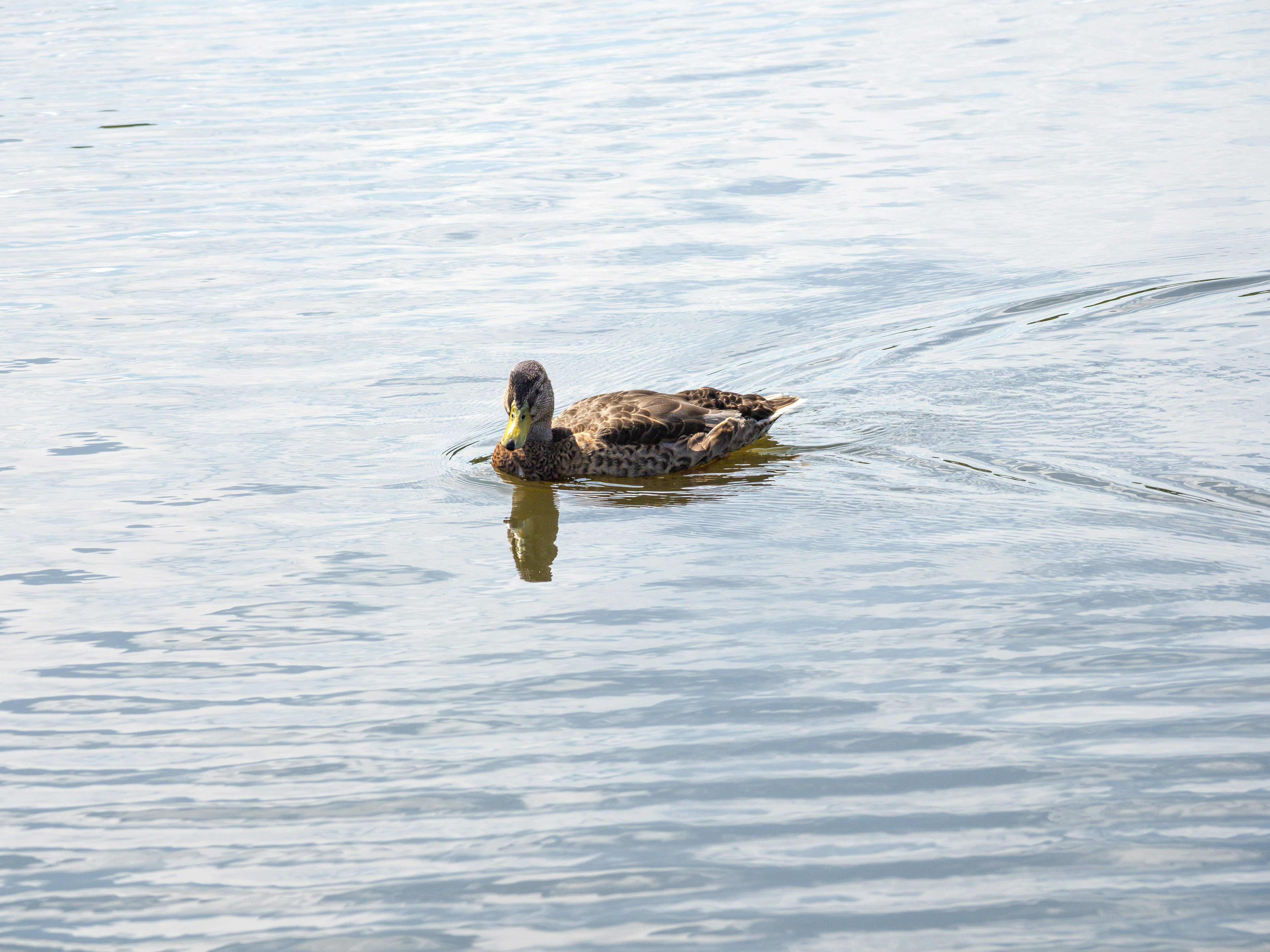 Photo by brett_jordan