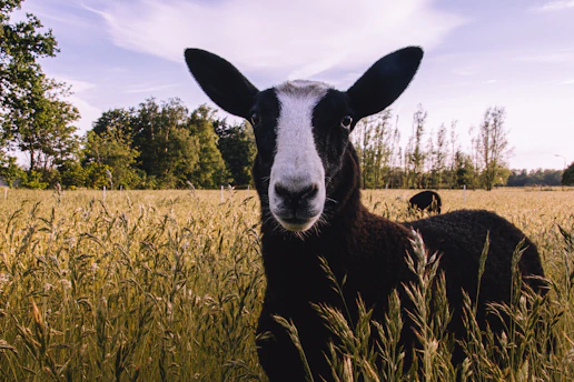 Close-up of a Valais Blacknose sheep nestled in soft eucalyptus green grass under a bright sky.