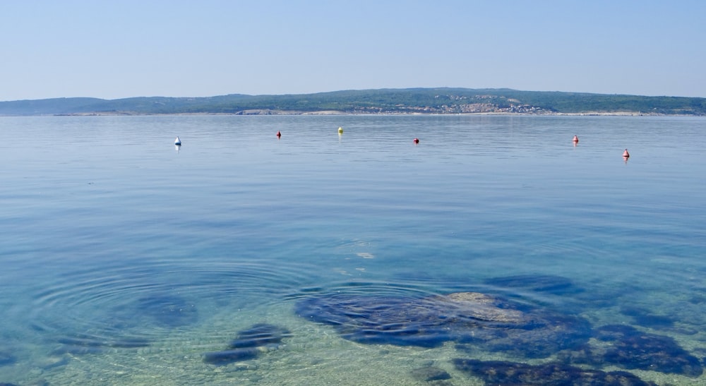 a body of water with a large turtle swimming in it