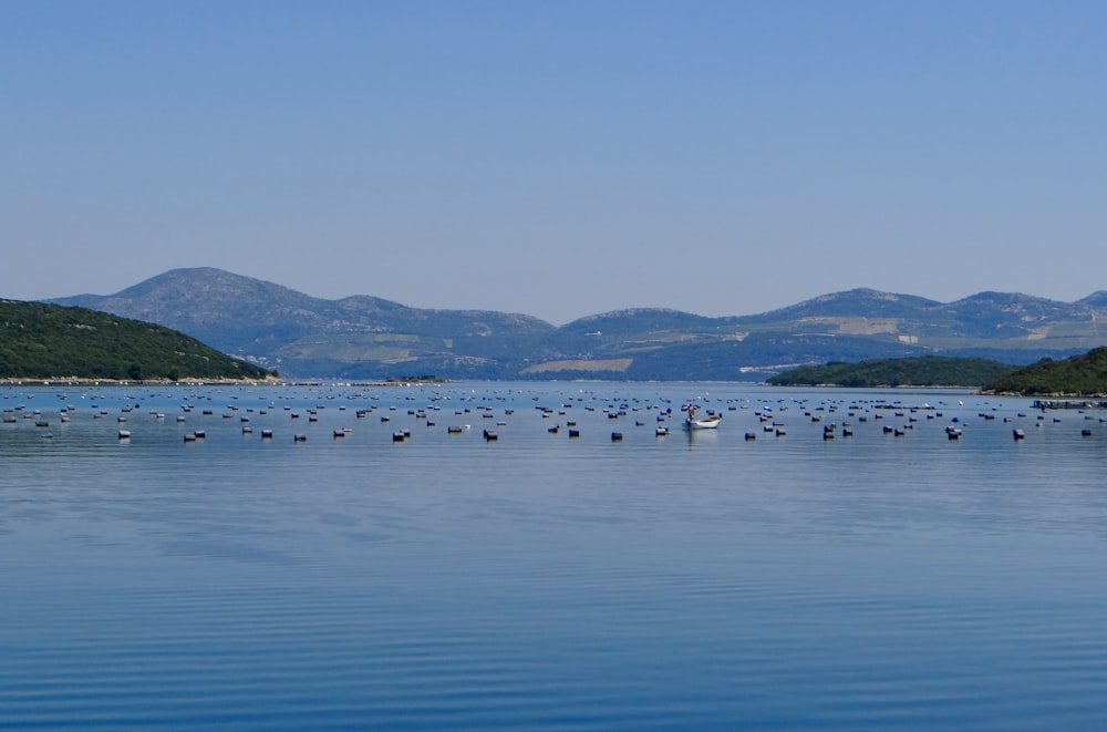 a large body of water filled with lots of birds