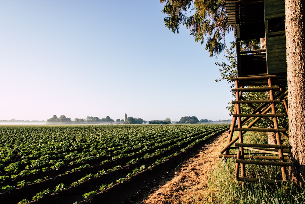 a field of crops with a wooden ladder in the foreground