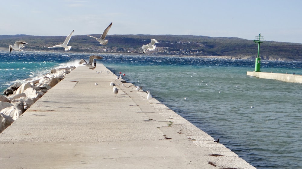 a group of seagulls are flying over the water