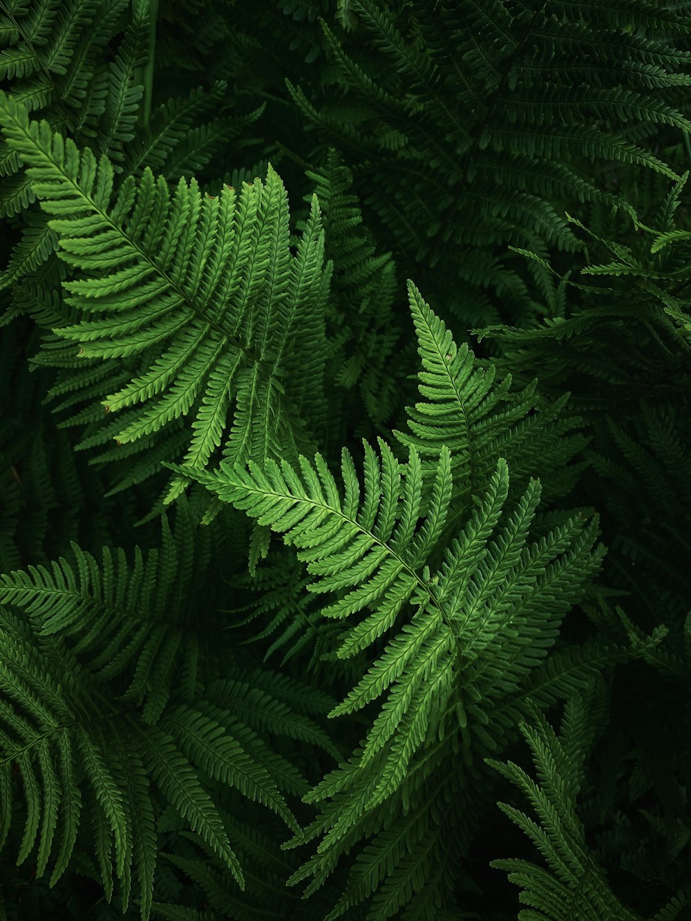 a close up of a green plant with lots of leaves