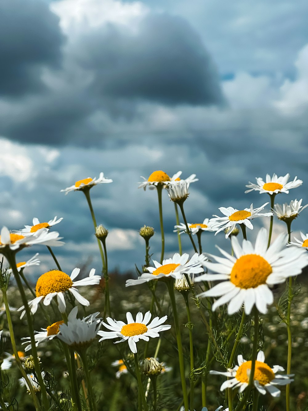 a field full of white and yellow flowers under a cloudy sky