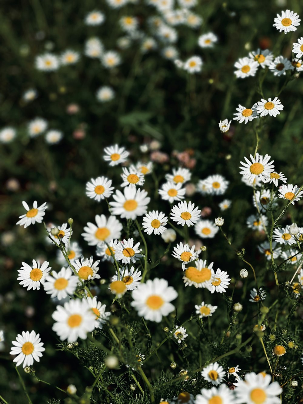 a field full of white and yellow daisies