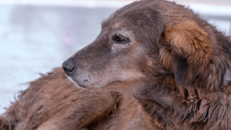 A profile view of an old dog with brown fur, displaying a calm and relaxed expression. The fur around the ears is slightly curly and the background is softly blurred.
