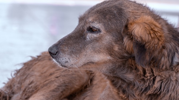 A warm, inviting screenshot of an animal profile showing photos and family tree details.