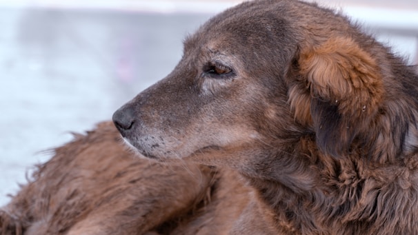 A profile view of an old dog with brown fur, displaying a calm and relaxed expression. The fur around the ears is slightly curly and the background is softly blurred.