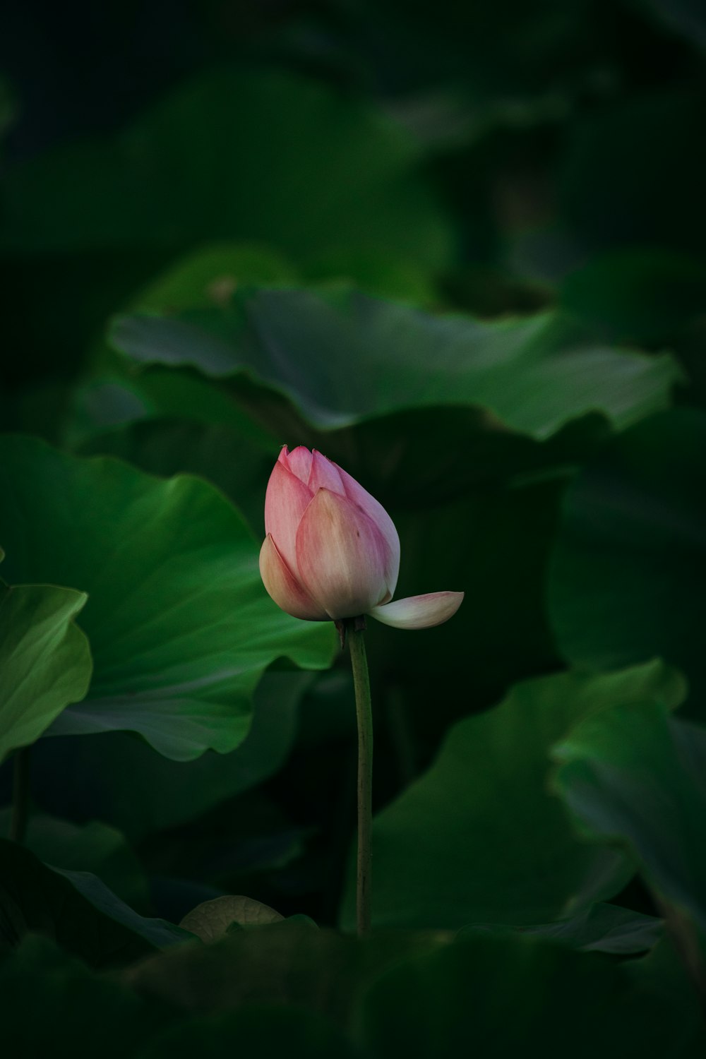 a pink lotus flower in the middle of green leaves