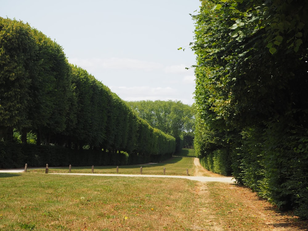 a dirt road surrounded by trees and grass