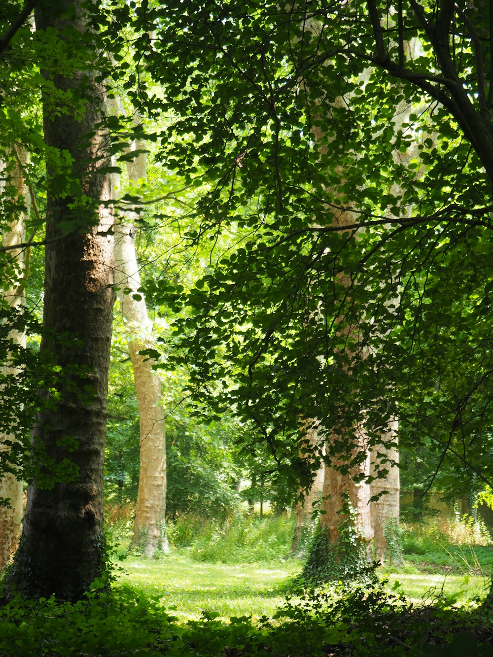 a forest filled with lots of green trees