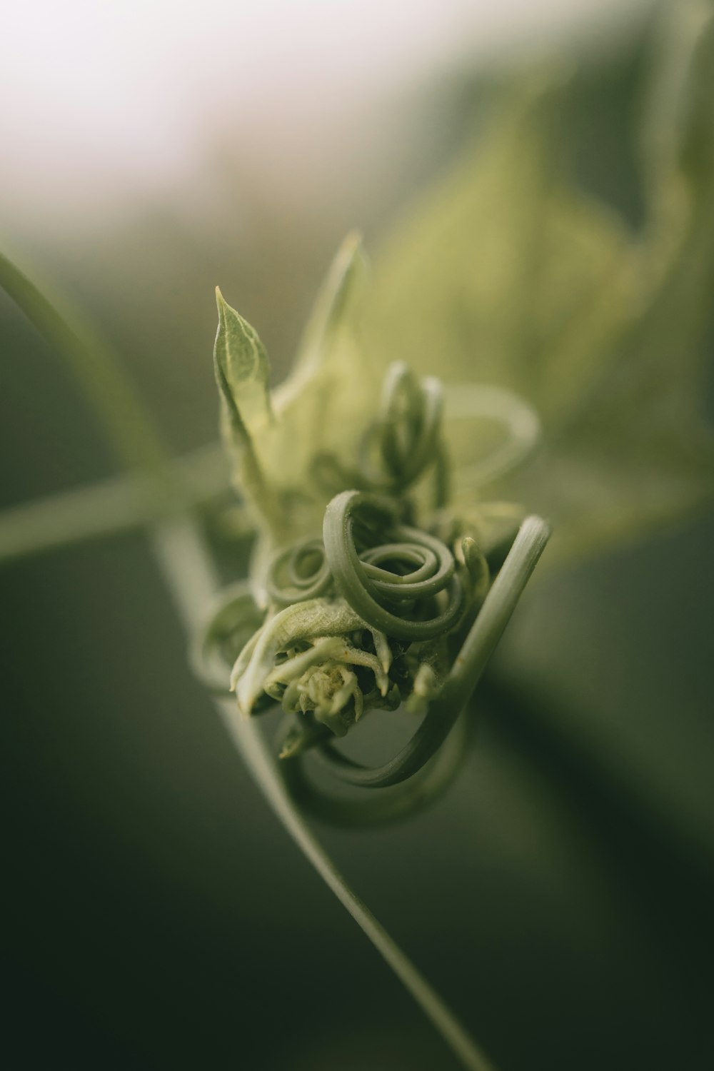 a close up of a flower bud with a blurry background