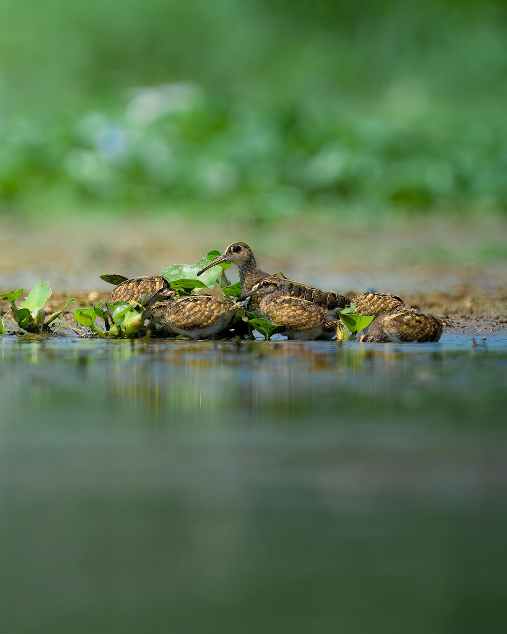 a group of birds sitting on top of a puddle of water