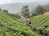 A lush green tea plantation with rows of tea plants stretching across the hills. Several people are walking along the path between the rows. A vibrant umbrella, vehicles, and small structures are visible, adding points of interest. The backdrop features misty hills and tall trees, creating a scenic view.