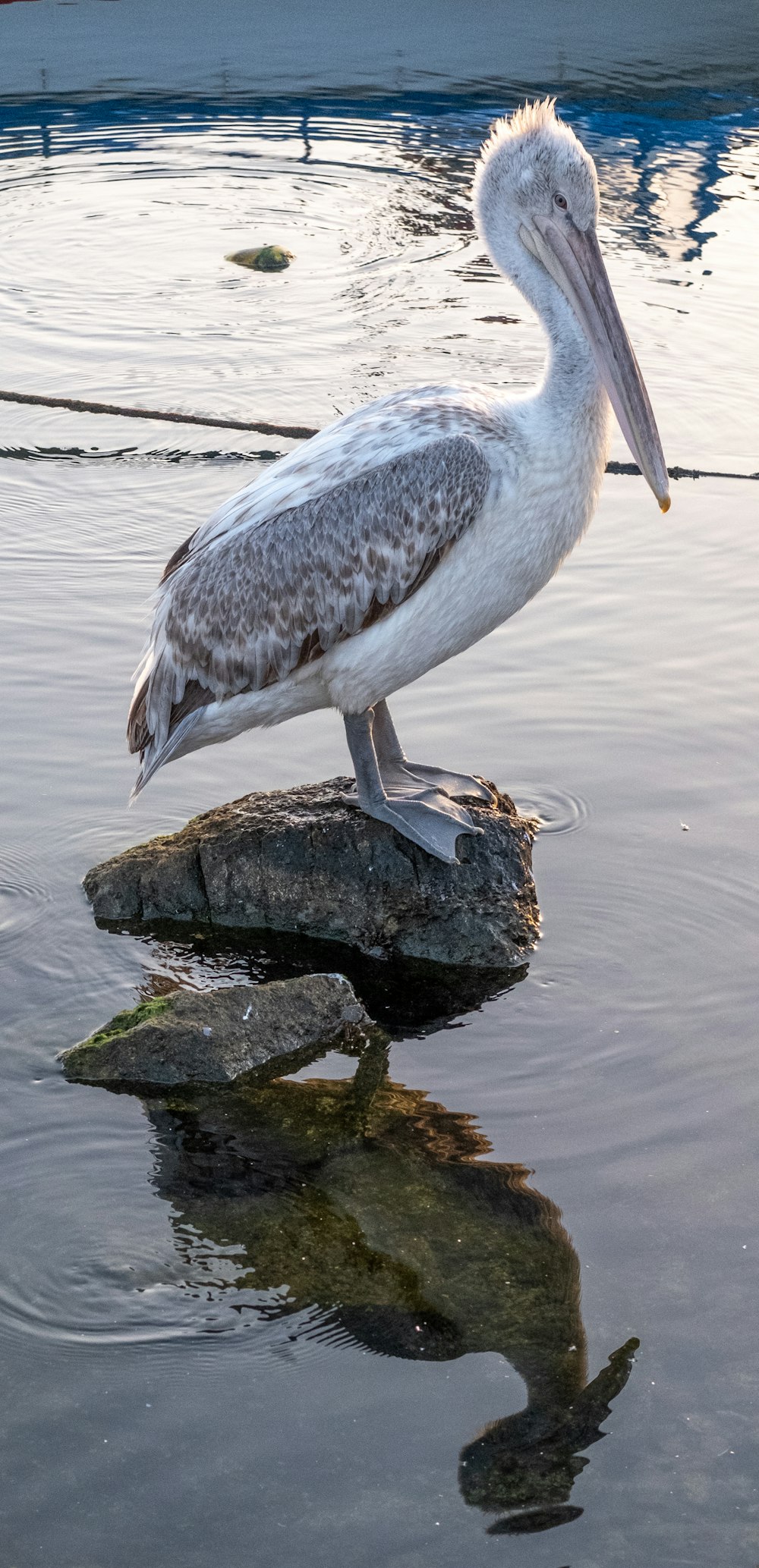 Ein Pelikan steht auf einem Felsen im Wasser