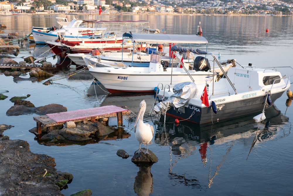 a group of boats docked in a harbor