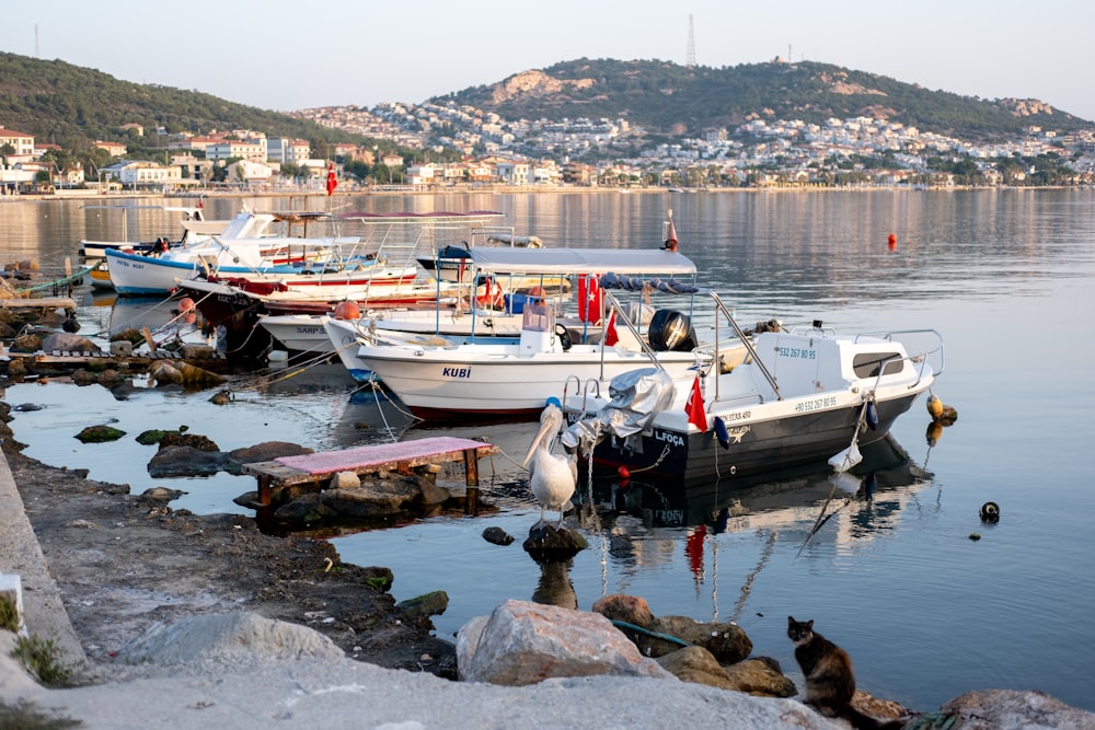 a bunch of boats that are sitting in the water